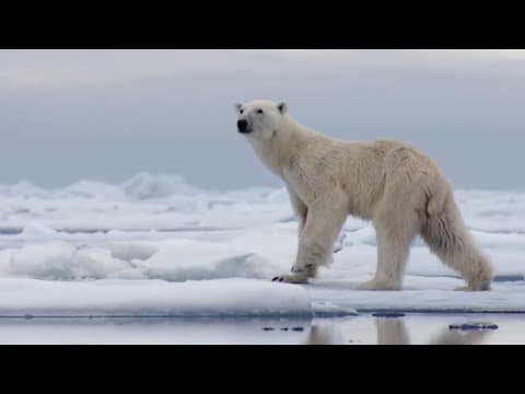 The Best of Polar Bears | BBC Earth