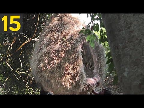 15 most incredible animal nests