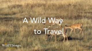 Life-Saving Wildlife Overpasses and Underpasses in the US