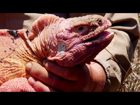 The Rare Pink Iguana of Galapagos