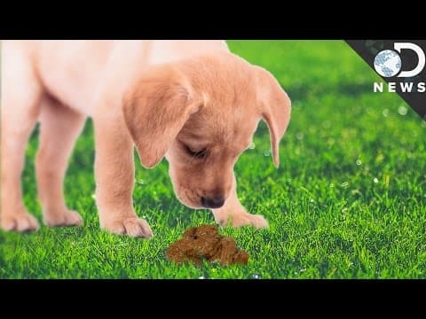 Why Do Animals Eat Their Own Poop?