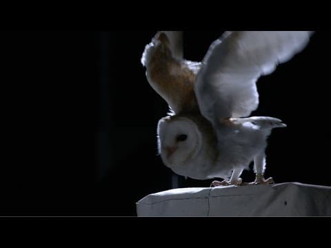 The silent flight of an owl - Natural World: Super Powered Owls Preview - BBC