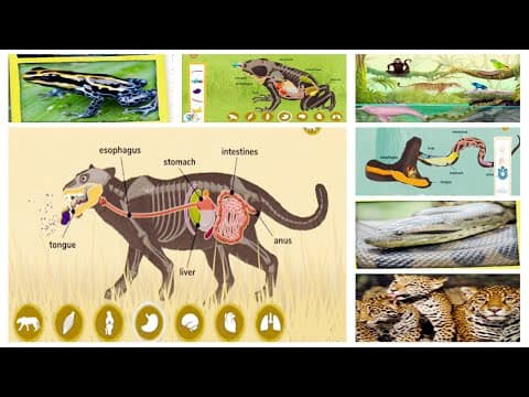 How do Forest Animals Work?
