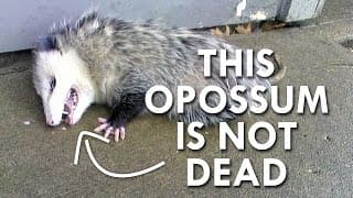Is this Opossum Dead