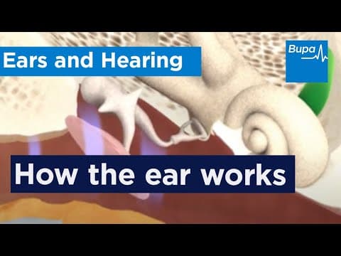 Ear Anatomy And How We Hear?