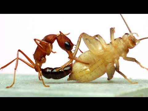 These Are the Best Ants. Seriously. (Harpegnathos saltator) - YouTube