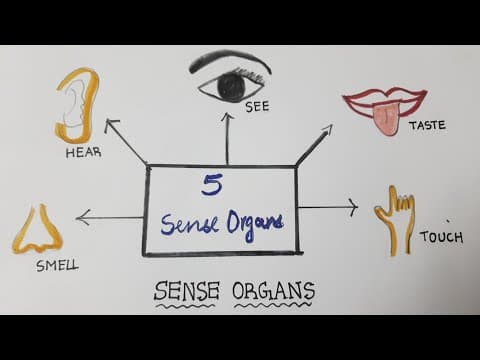 Sense Organs Drawing | How to draw Sense Organs | 5 Senses Drawing | Human Sense Organs Drawing Kids