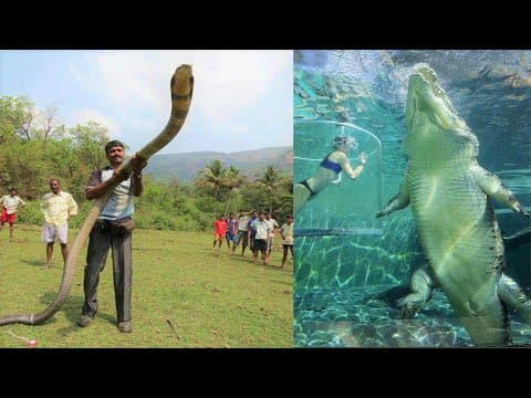 10 Biggest Reptiles Ever Found
