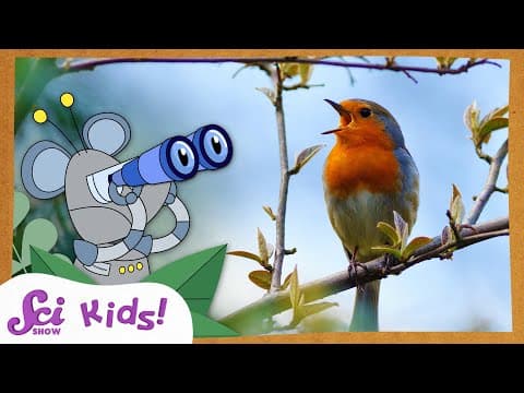 Let's Go Bird Watching! | SciShow Kids Compilation - YouTube