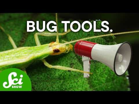 Bugs Use Tools