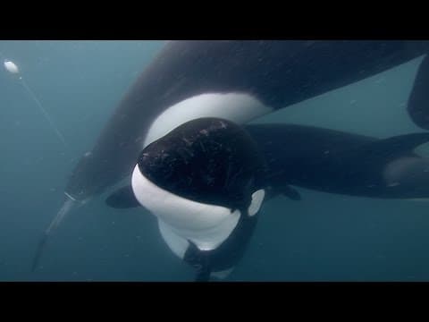 GoPro- Orca Rescue in 4K
