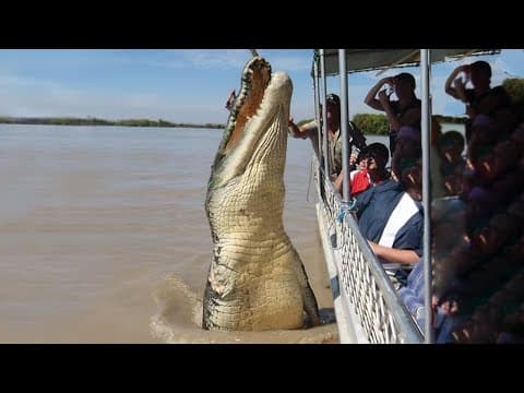 8 Largest Reptiles in the World