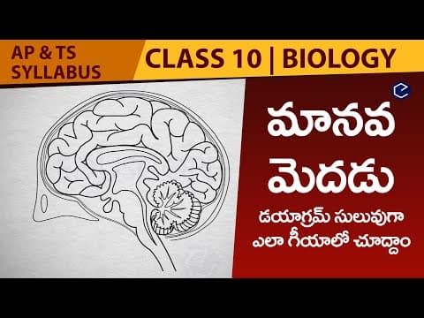 How to draw Human Brain in telugu