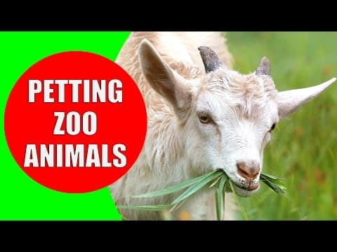 THE PETTING ZOO ANIMALS - Children's Zoo Farm