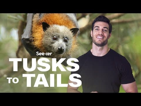 Why the Immune System Is a Bat’s Secret Superpower