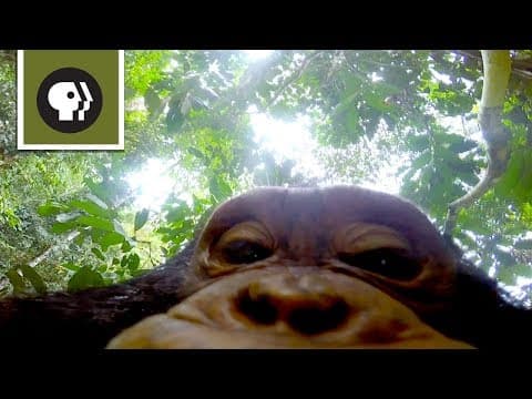 Tour the Treetops from a Chimp's Point of View - YouTube