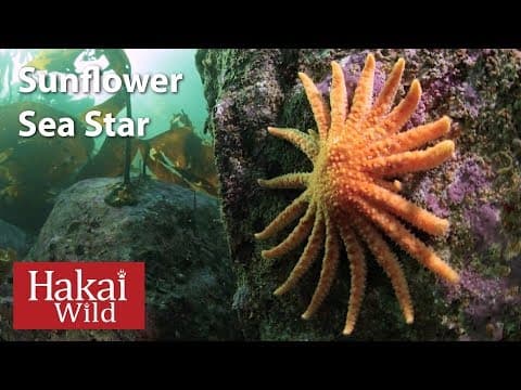 Under the Dock: Sunflower Sea Star | Hakai Wild