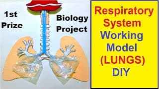 respiratory system working model 3d (LUNGS) making using waste materials