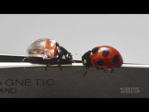 Wing Windows Reveal Insect Origami - YouTube