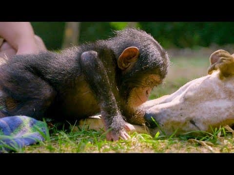 Puppies and Baby Chimpanzees Make The Cutest Friends