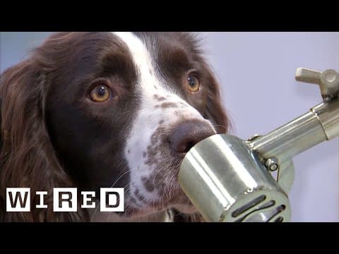 Scientist Explains Why Dogs Can Smell Better Than Robots | WIRED