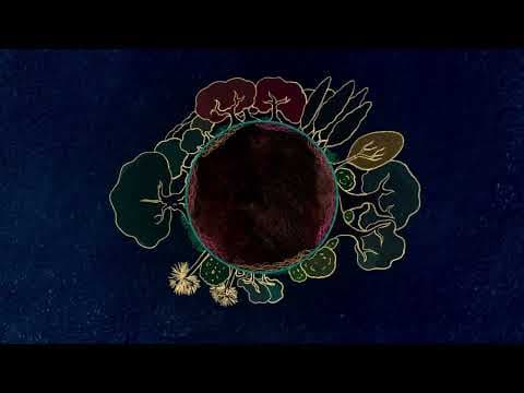 Mycorrhizal Fungi: The Roots of Life on Land