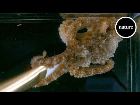 Do octopuses dream? Brain recordings provide the first clues