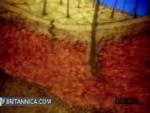 Learn about Human Skin