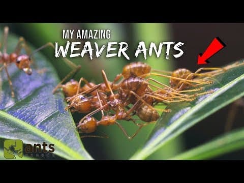 How do weaver ants stitch their leaf nests together.
