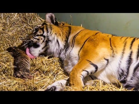Birth Of Twin Tiger Cubs | Tigers About The House