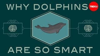 How smart are dolphins. - Lori Marino