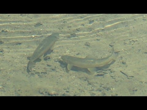 Acid Rain and the Effect on Fishing Communities