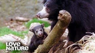 Mother Sloth Bear Teaches Cubs to Hunt for Termites