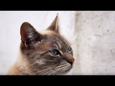 Are These Cats Actually Speaking? | Cats Uncovered