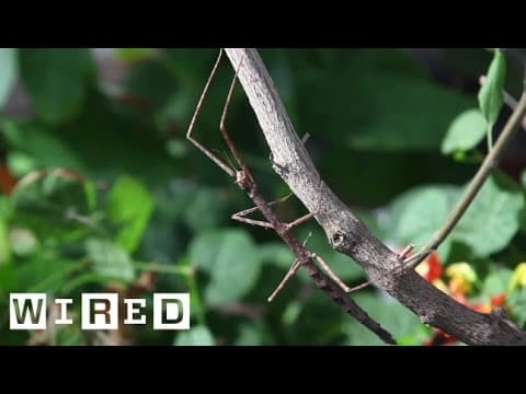 Meet the Many Insects That Insist on Being Sticks and Leaves | Absurd Creatures | WIRED