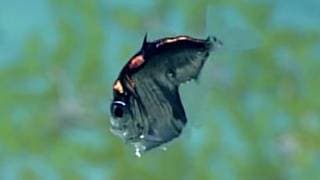 Facts | The Deep Sea Hatchetfish