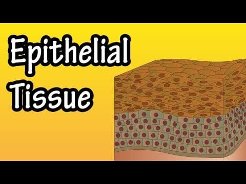 Epithelial Tissue - What Is Epithelial Tissue - Functions Of Epithelial Tissue - Epithelial Cells