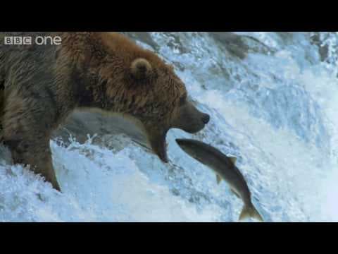 Bears Catching Salmon