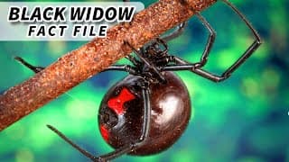 Black Widow Facts |they probably WON'T KILL YOU