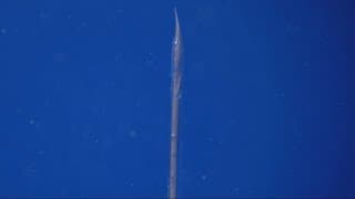 Facts | Sawtooth Eels