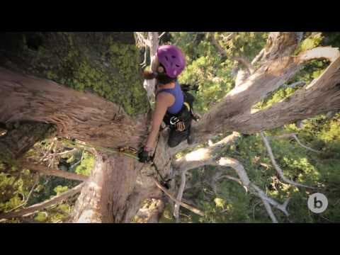 Each Tree Is Its Own Adventure: Climbing giant sequoias for science