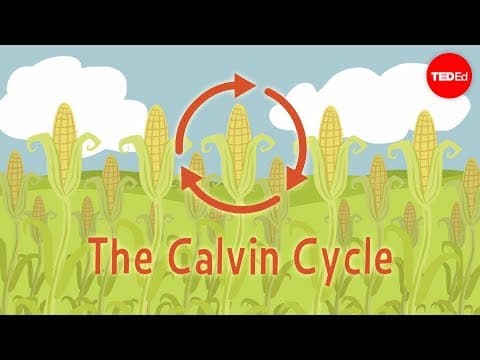 Nature's smallest factory: The Calvin cycle - Cathy Symington - YouTube