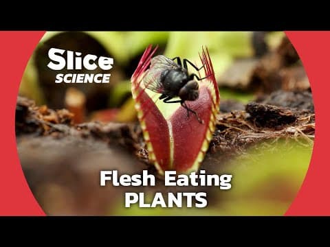 Beyond VENUS FLY TRAPS: the Amazing Life of CARNIVOUROUS PLANTS | SLICE SCIENCE