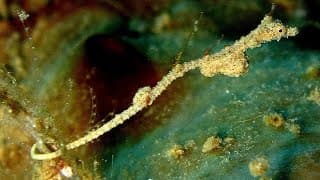 Facts |The Thread Pipefish