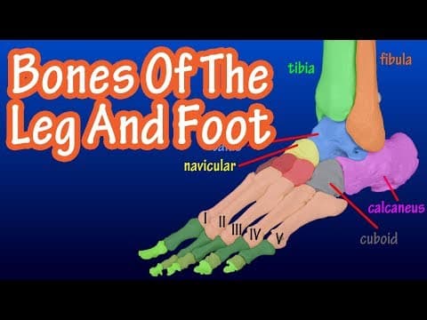 Bones Of The Legs And Feet - Bones Of The Lower Body - How Many Bones In The Foot