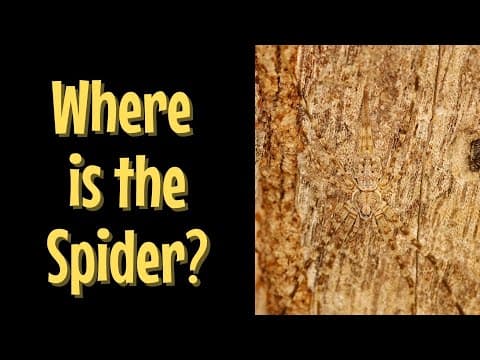 Can you find the hidden animal?