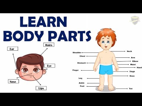 Learn body parts - Body Parts name