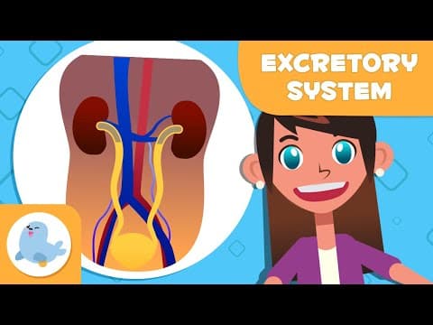 EXCRETORY SYSTEM 🧍🏻‍♂️ Urinary System and Sweat Glands 🧬 Science for Kids