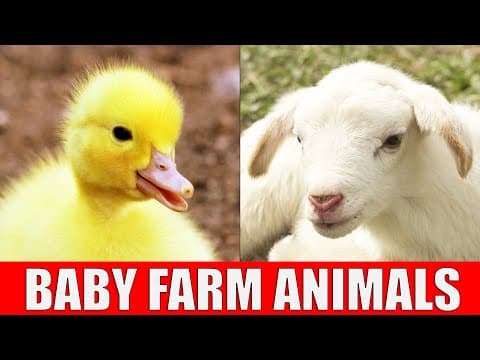 BABY FARM ANIMALS - Names of Animal Babies at the Farm
