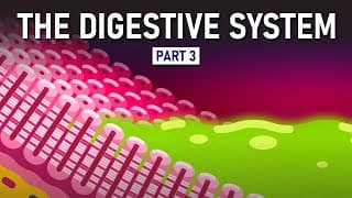The Making of Feces | Digestive System